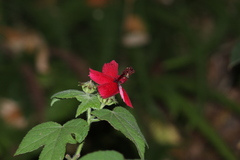 Hibiscus uncinellus