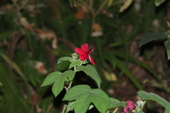 Hibiscus uncinellus