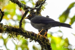 Turdus assimilis