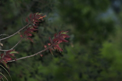 Columnea schiedeana