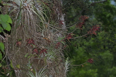 Columnea schiedeana