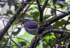 Turdus assimilis