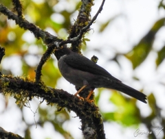 Turdus assimilis
