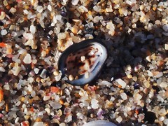 Patelloida latistrigata