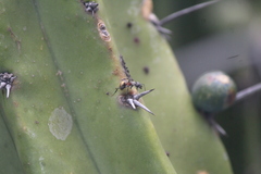 Camponotus pellarius