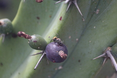 Camponotus pellarius