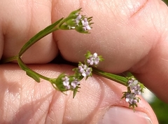 Valerianella dentata