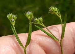 Valerianella dentata
