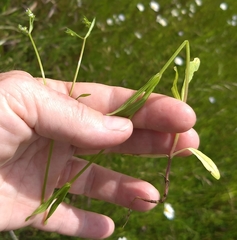 Valerianella dentata