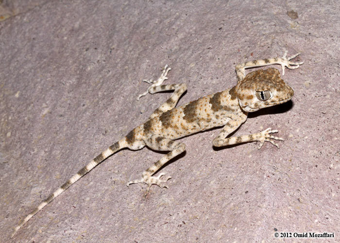 Persian Spider Gecko