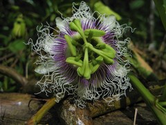 Passiflora edulis edulis