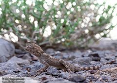 Persian Spider Gecko photo 2