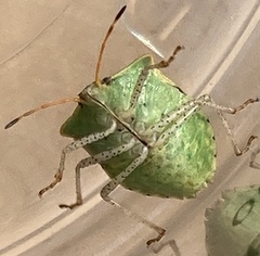 Euschistus conspersus