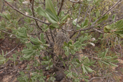 Banksia ornata