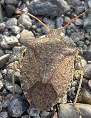 Euschistus conspersus