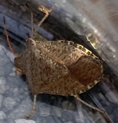 Euschistus conspersus