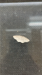 Cyclophora pendulinaria