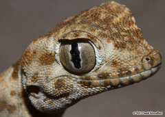 Persian Spider Gecko photo 3