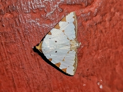 Eulepidotis testaceiceps