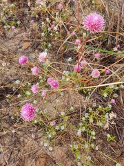 Gomphrena canescens