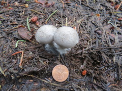 Clitocybe glacialis