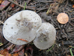 Clitocybe glacialis