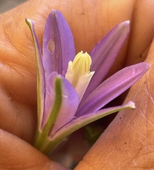 Brodiaea leptandra