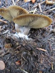 Clitocybe glacialis