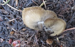 Clitocybe glacialis