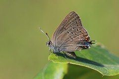 Satyrium edwardsii