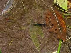Caridina weberi