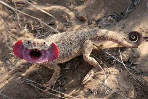 Secret Toadhead Agama