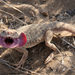 Secret Toadhead Agama - Photo (c) Antoshin Konstantin, some rights reserved (CC BY-SA)