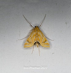 Eoophyla peribocalis