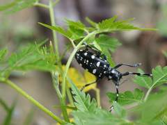 Anoplophora chinensis