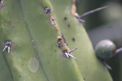 Camponotus pellarius