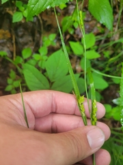 Carex planispicata