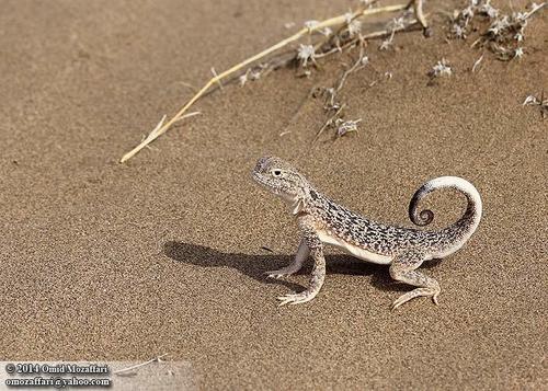 Secret Toadhead Agama