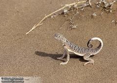 Secret Toadhead Agama photo 4