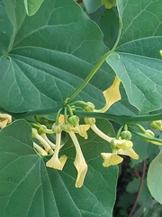Aristolochia clematitis