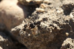 Acromyrmex lobicornis