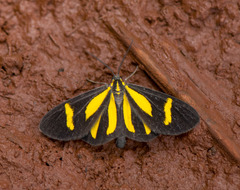 Cyllopoda claudicula