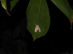 Euproctis kanshireia