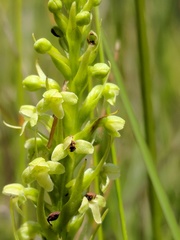 Platanthera flava herbiola