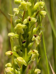 Platanthera flava herbiola
