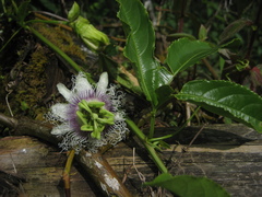 Passiflora edulis edulis