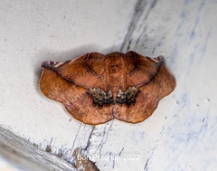 Garaeus apicata