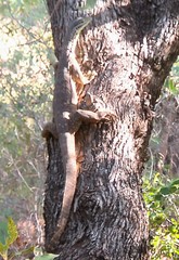 Varanus panoptes panoptes