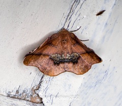 Garaeus apicata