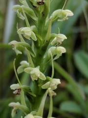 Platanthera flava herbiola